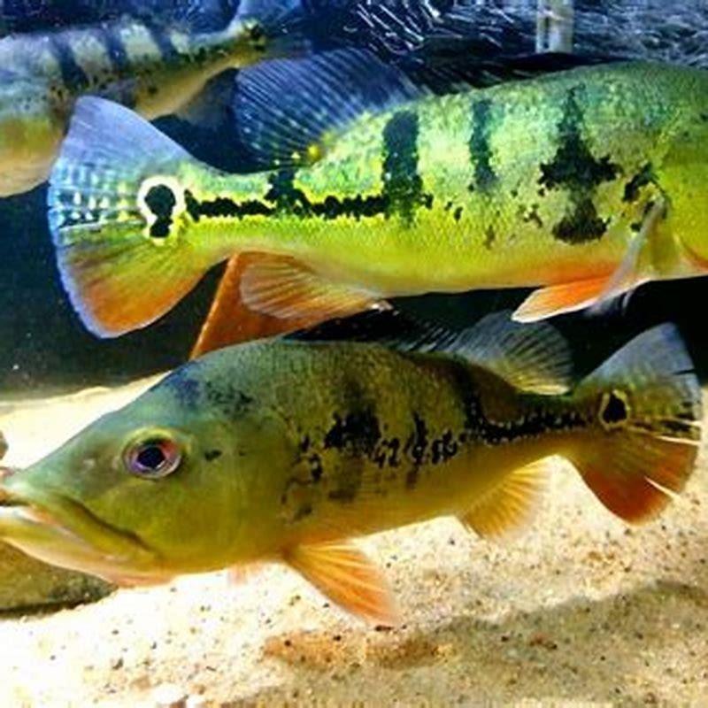 Will peacock bass eat small fish?