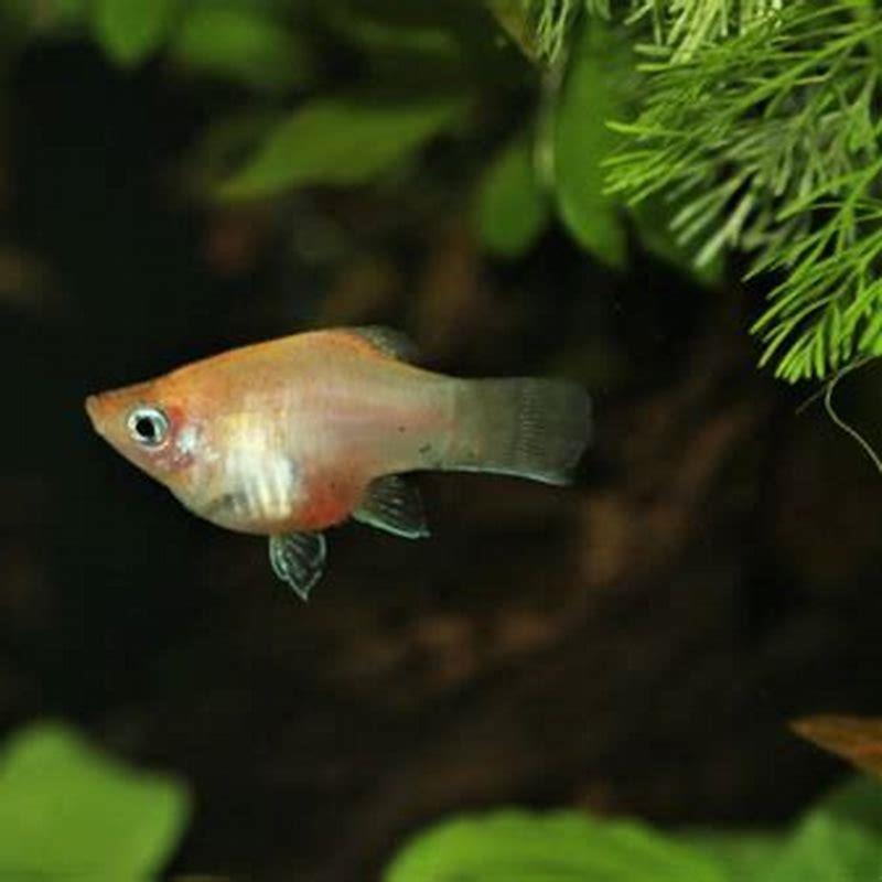 Will platies eat their babies?