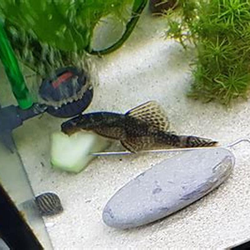 Will plecos get along with corys?