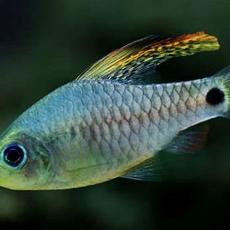 Are all barb fish aggressive?