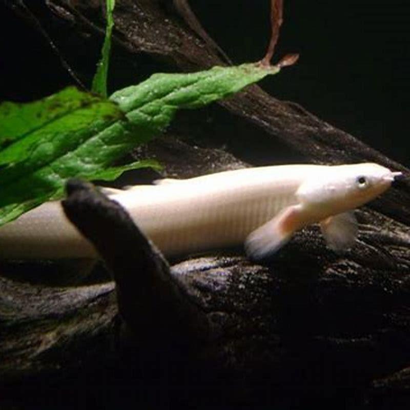 Beithir Fish Are bichirs good pets? - DIY Seattle