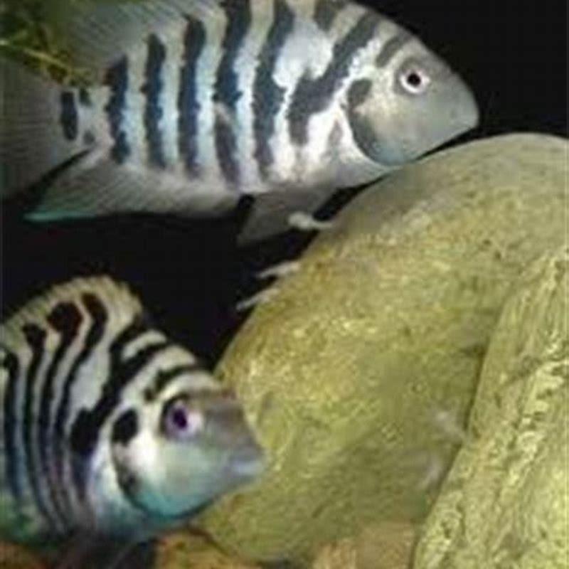 Are convict cichlids aggressive?