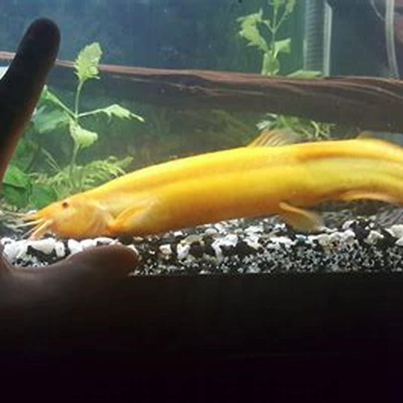 Are Dojo Loaches aggressive?