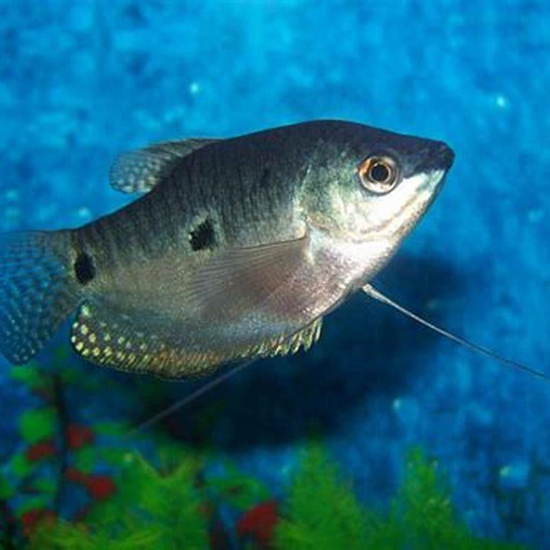 Are gouramis semi aggressive? - DIY Seattle