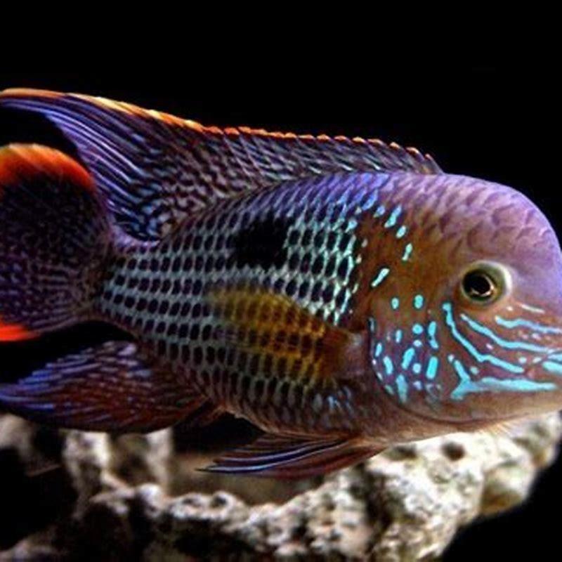 Are Green Terrors aggressive?