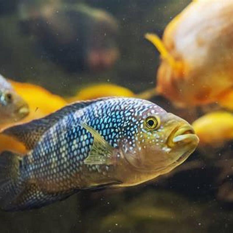 Are Jack Dempsey aggressive fish?