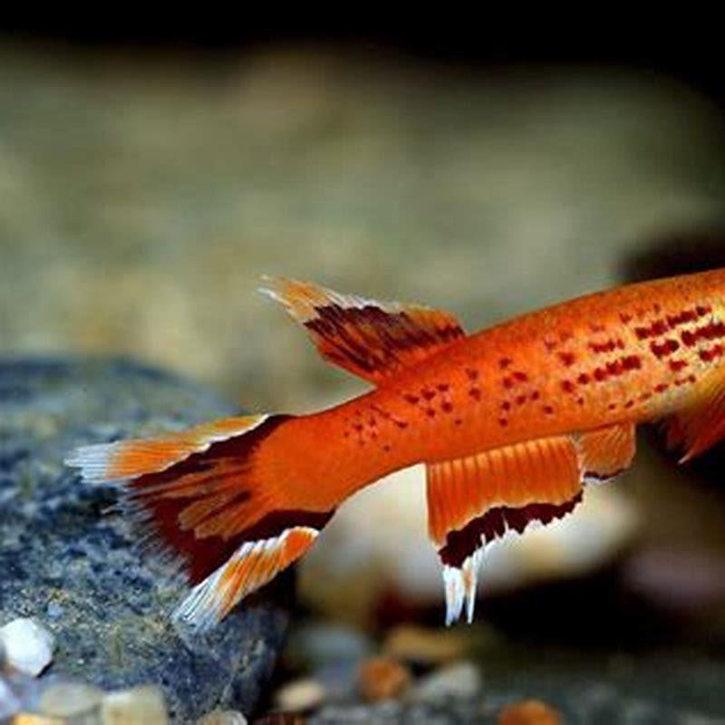 Are killifish easy to keep?