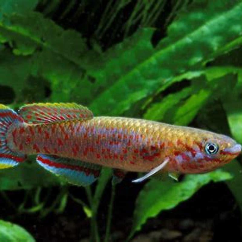 Are killifish jumpers?