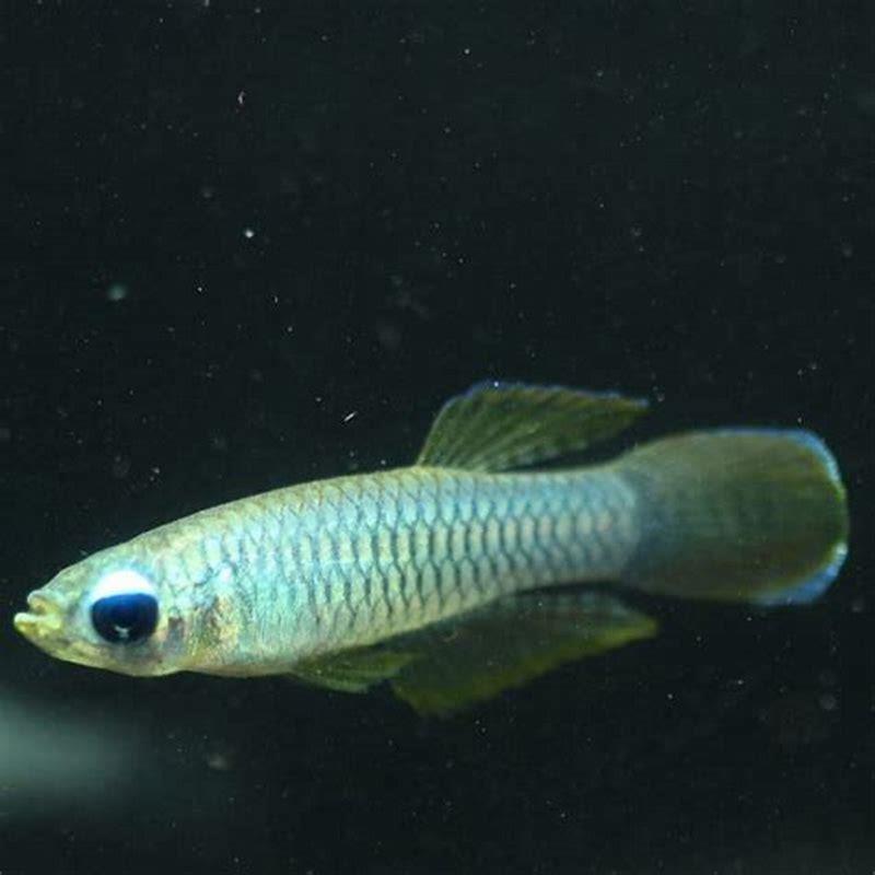 Are Lampeye killifish Hardy?