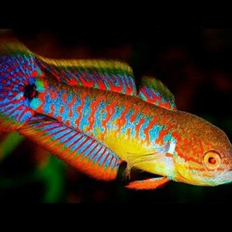 Are Peacock Gudgeons Livebearers?