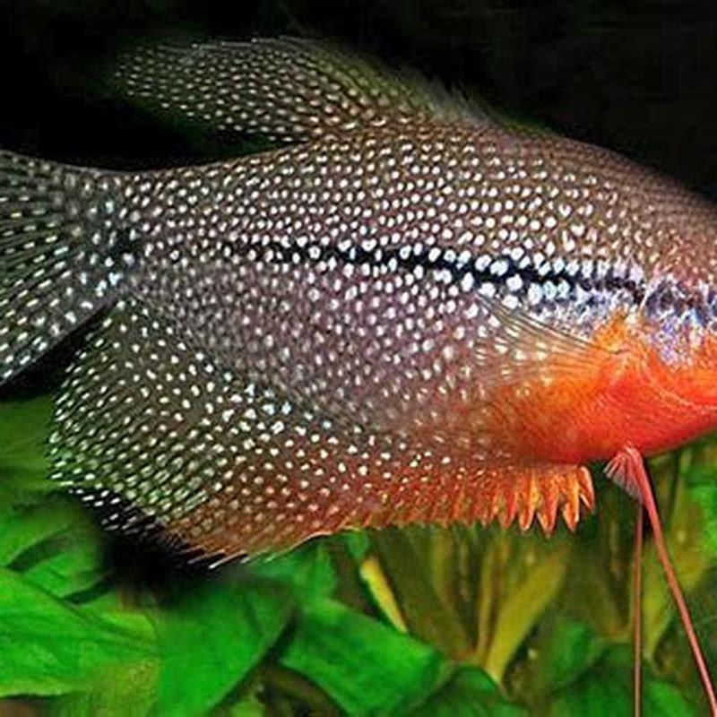 Are Pearl gourami aggressive?