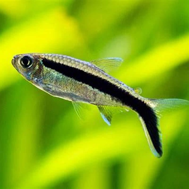 Are penguin tetras easy to breed? - DIY Seattle