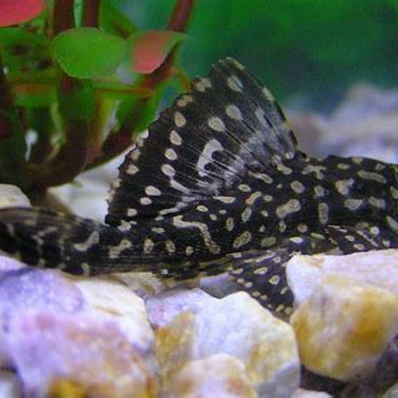Are pleco fish good to eat?