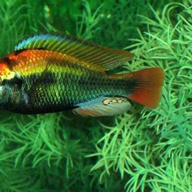 Are Princess cichlids aggressive?