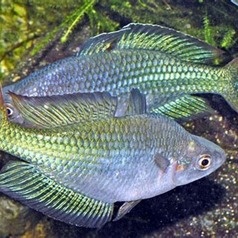 Are rainbowfish aggressive?