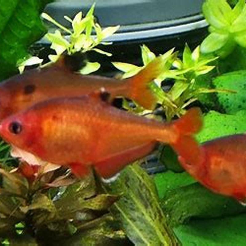 Are Rosy tetras schooling fish?