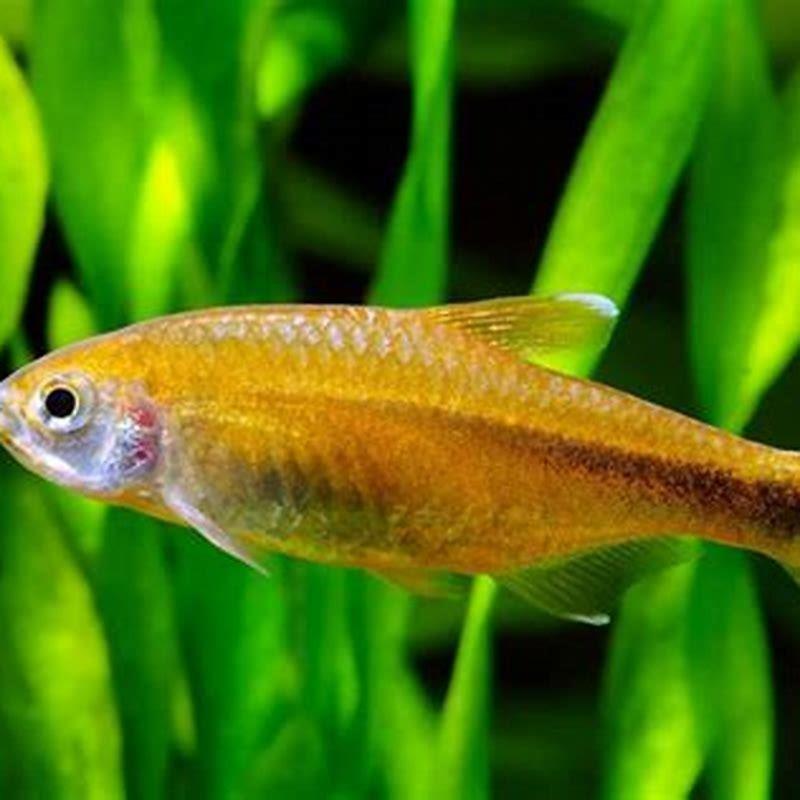 Are Silver tipped tetras aggressive? - DIY Seattle