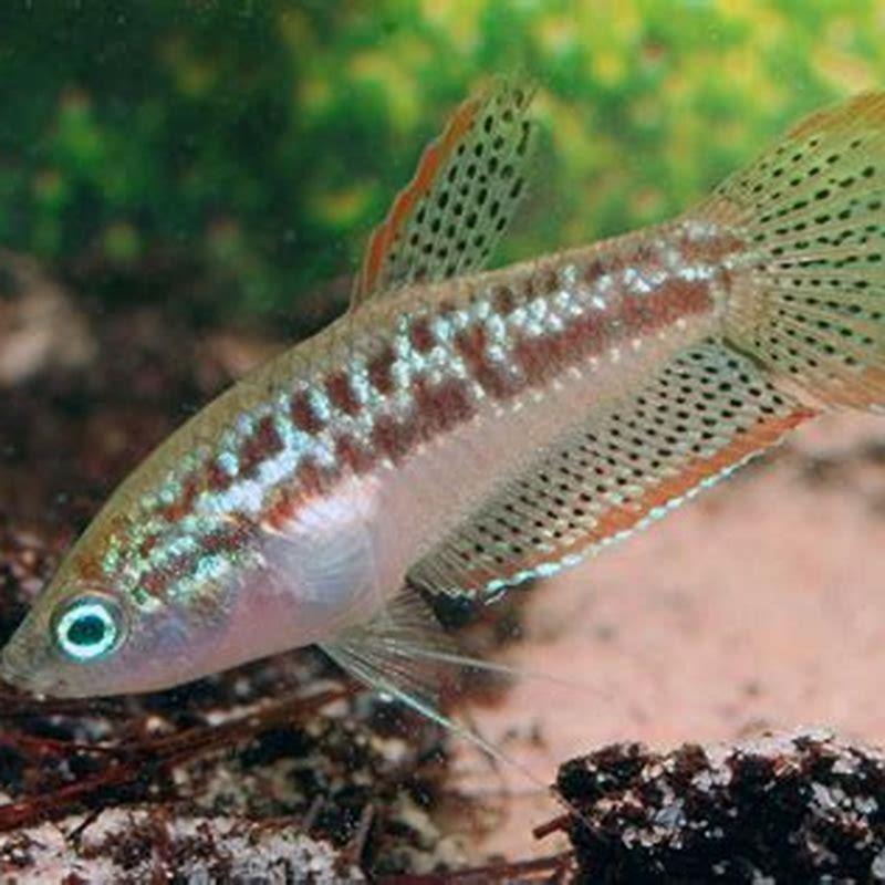 Are sparkling gouramis aggressive?