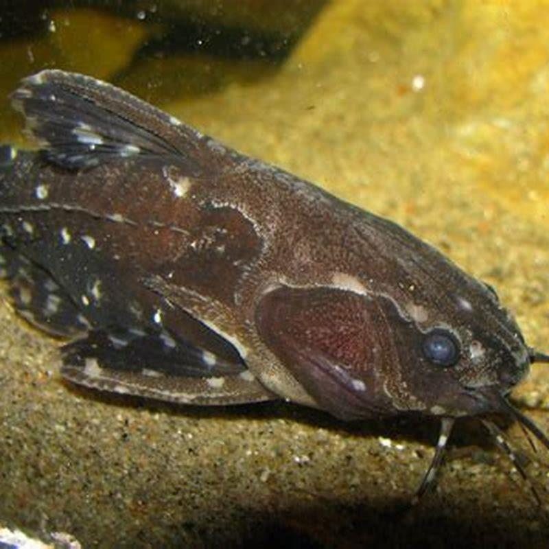 Are Spotted Raphael catfish poisonous? - DIY Seattle