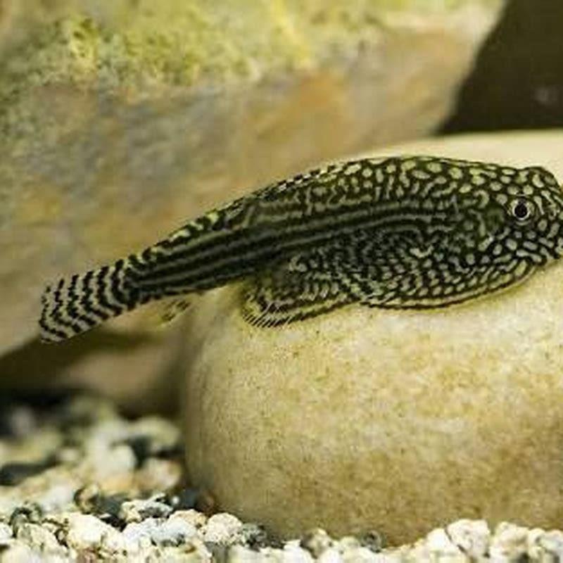 Can a hillstream loach live alone?