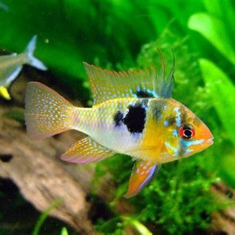 Can African cichlids live with Texas cichlids?