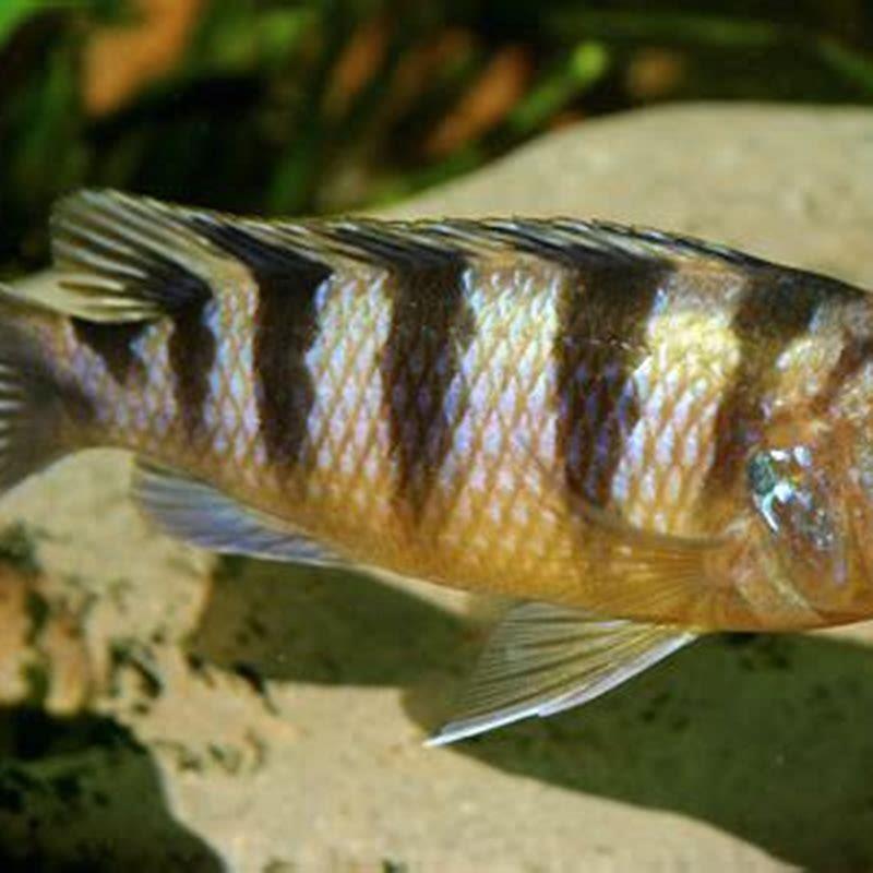 Can all Mbuna cichlids live together?