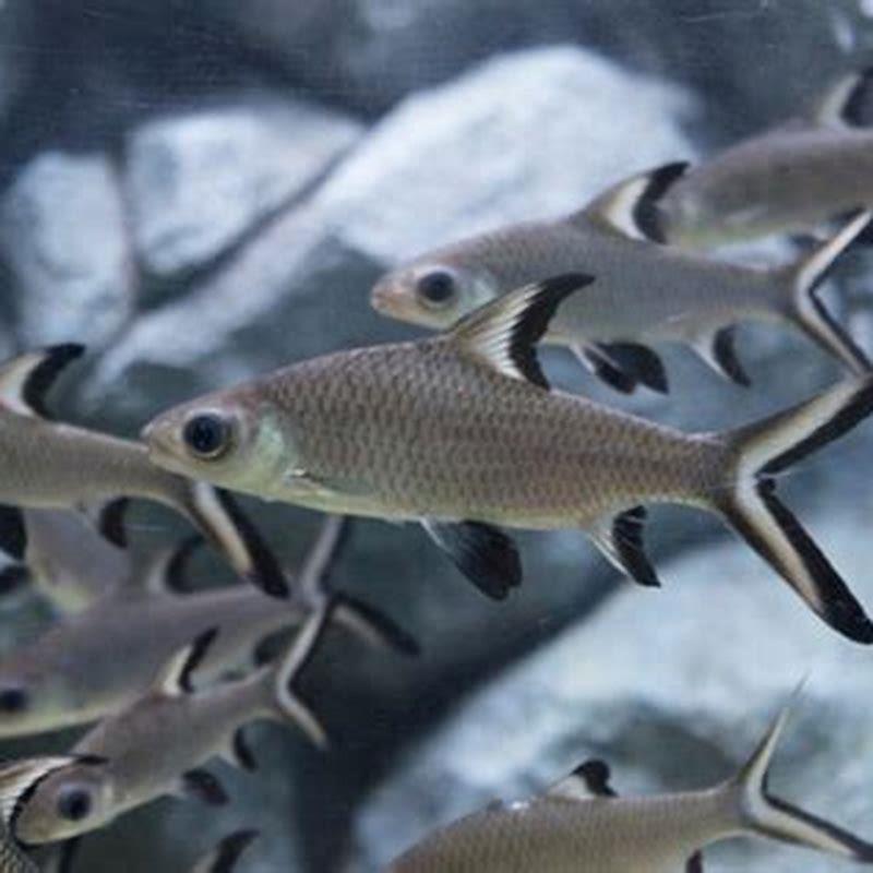 Can Bala Sharks live with other fish?