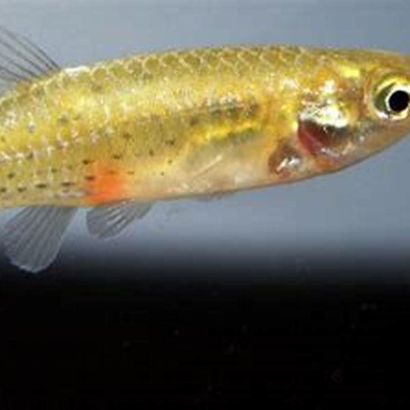 Can bronze corys live in cold water?