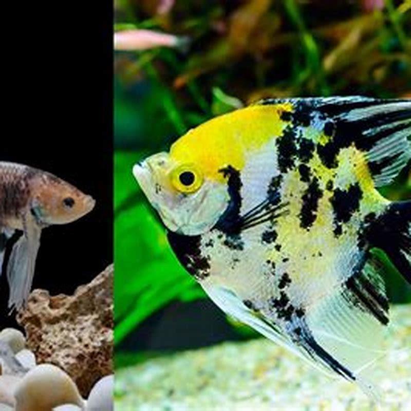 Can cichlid and angelfish live together?
