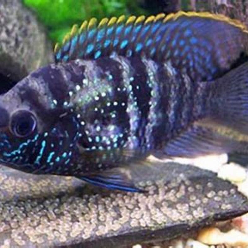 Can cichlids hear?