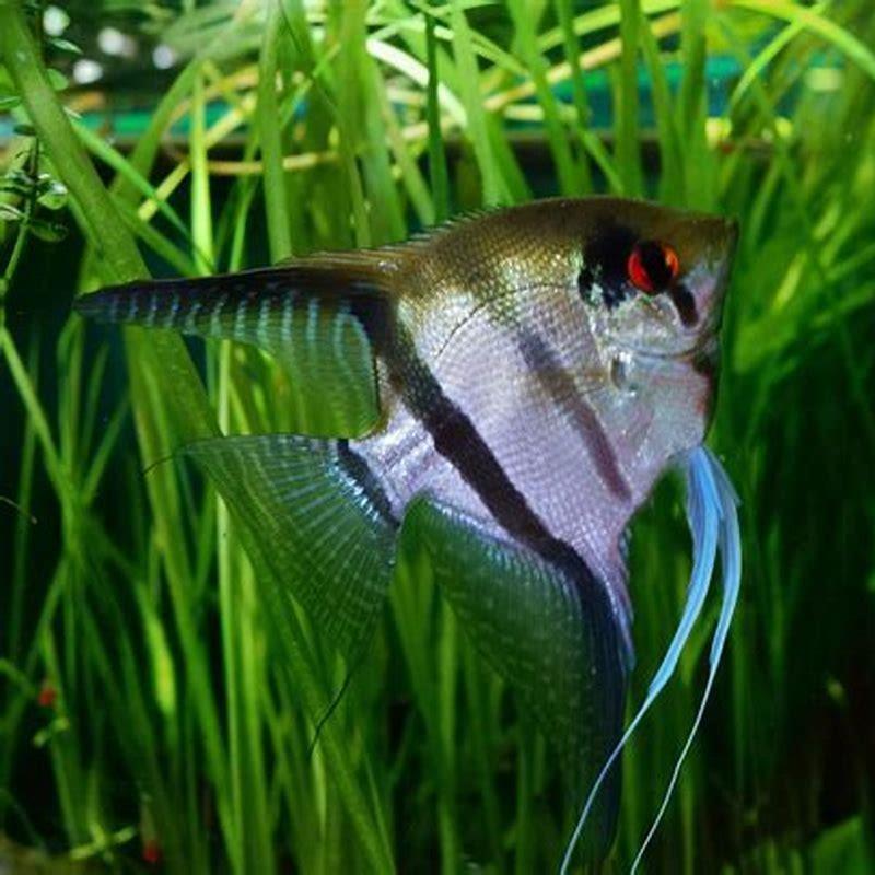 Can Cichlids Live With Angelfish 