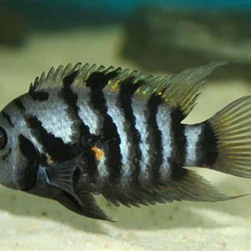 can-convict-cichlids-live-alone-diy-seattle