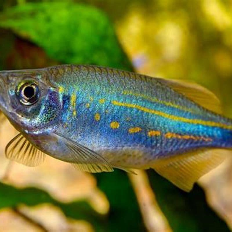 Can danios be aggressive?
