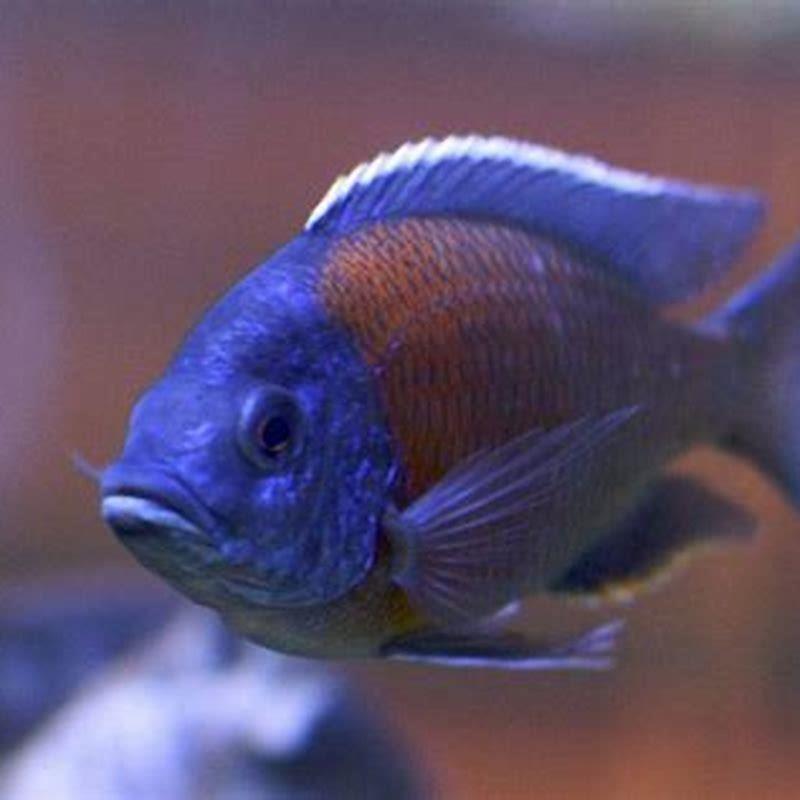 Can dwarf cichlids live together?