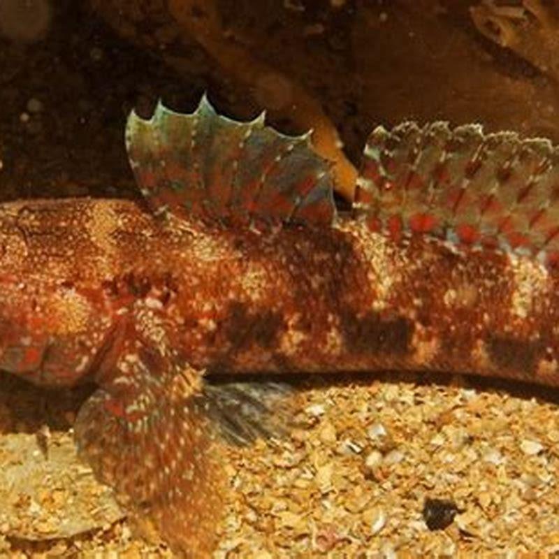 Can gobies be kept alone?