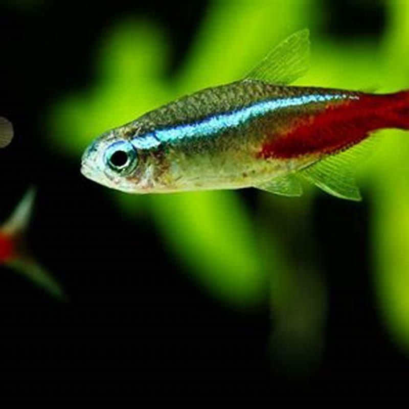 Can guppies live with lemon tetras?