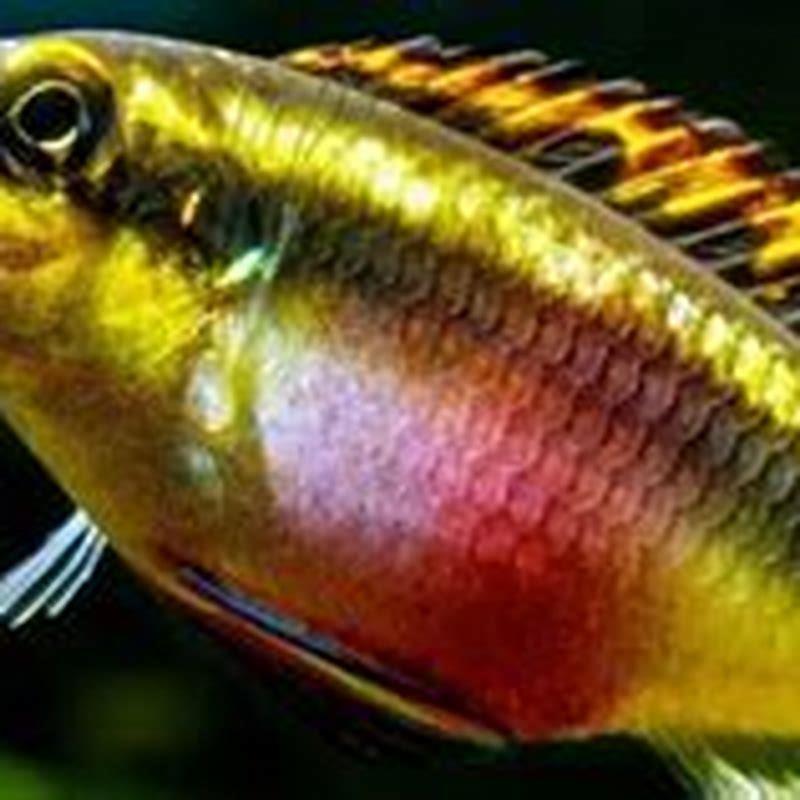 Can Kribensis live alone?