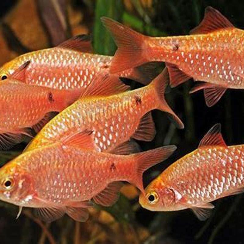 Can mollies live with rosy barb?