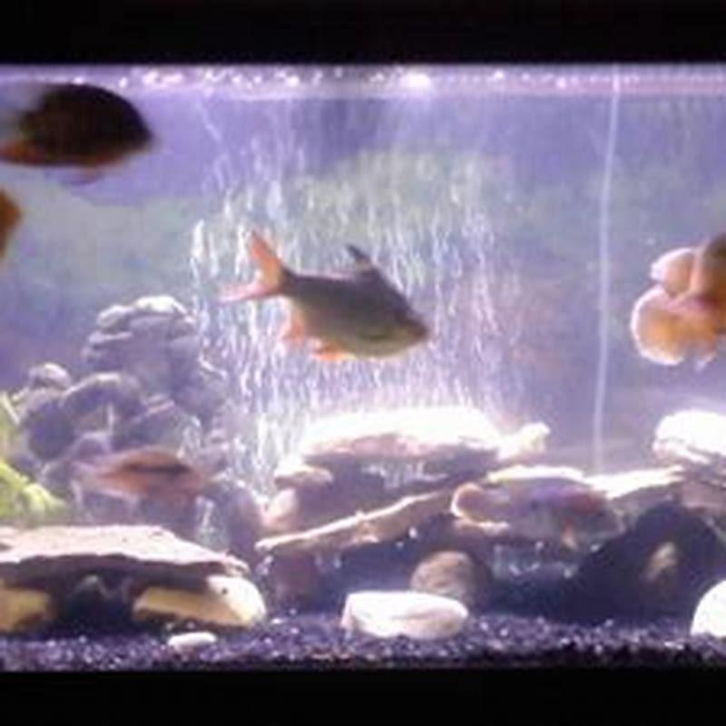 Can Oscar fish live with jewel cichlid?