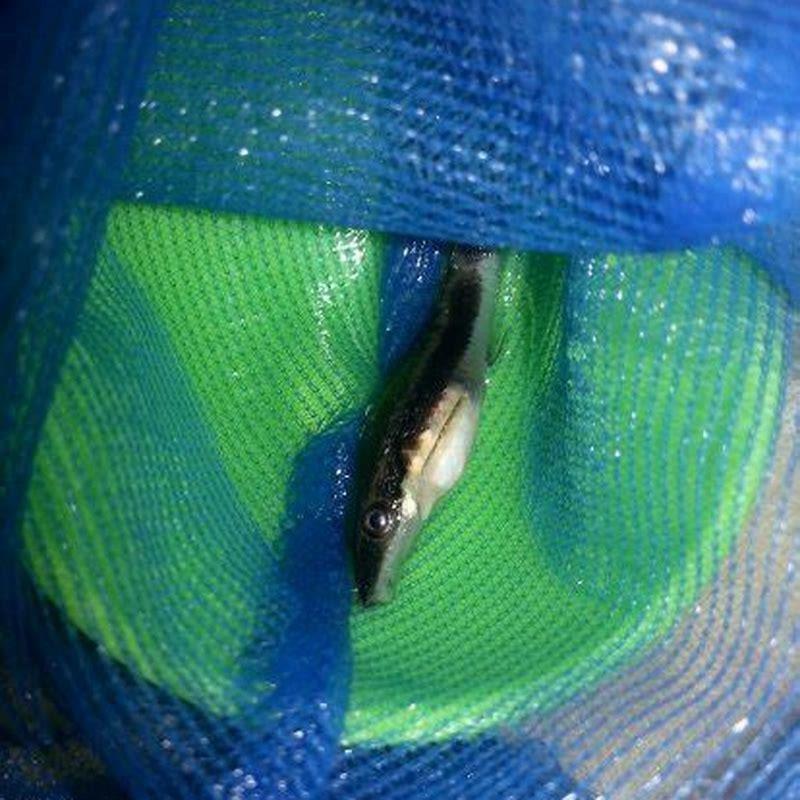 Can otocinclus live alone with other fish?