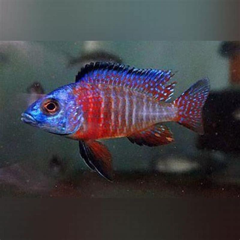 Can peacock cichlids live with Severum?