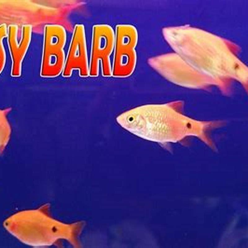 Can rosy barbs live with guppies?