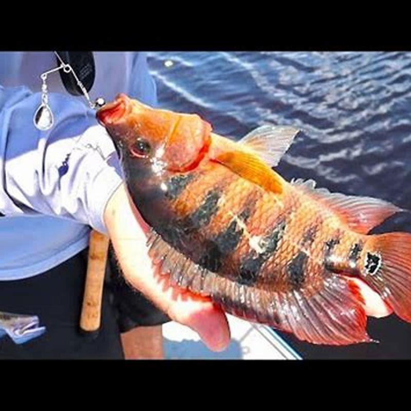 Can you cook cichlids?