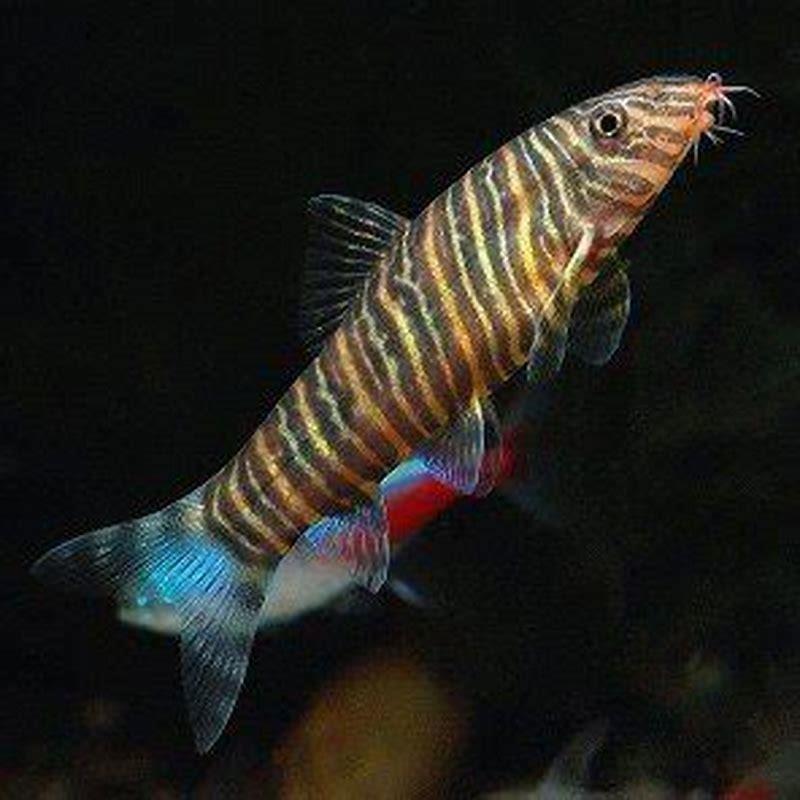 Can you keep a single zebra loach?