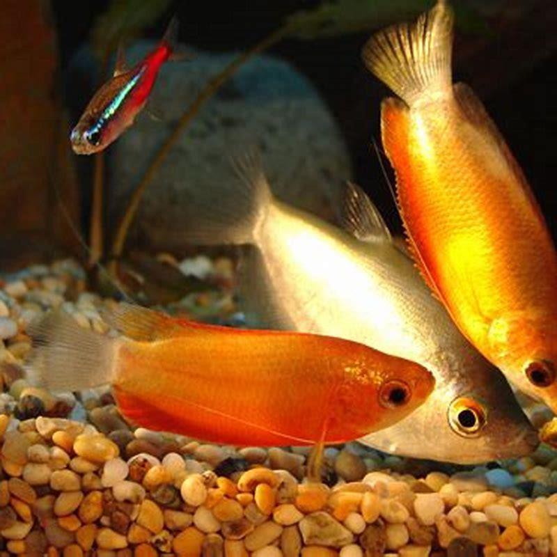 Can you keep honey gouramis together?