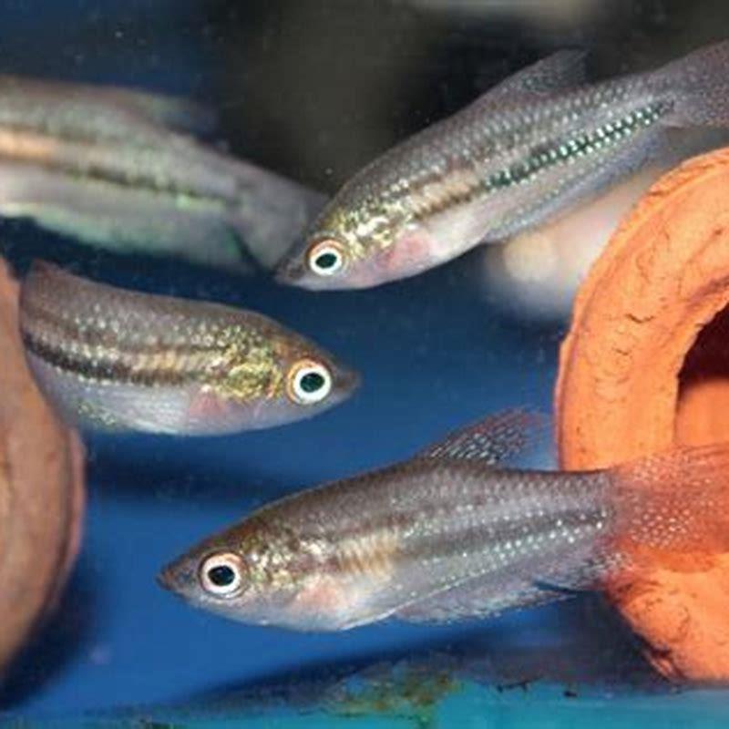 Can you keep killifish together?
