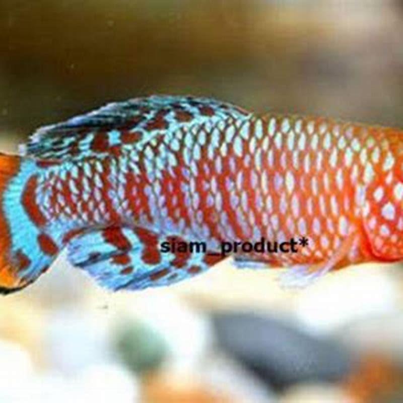 Can You Mix Killifish? - Diy Seattle