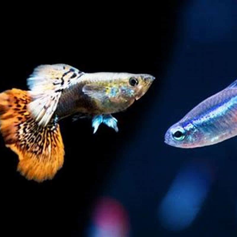 Can you put tetras with guppies?