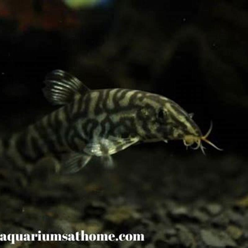 Can Yoyo loaches live with catfish?