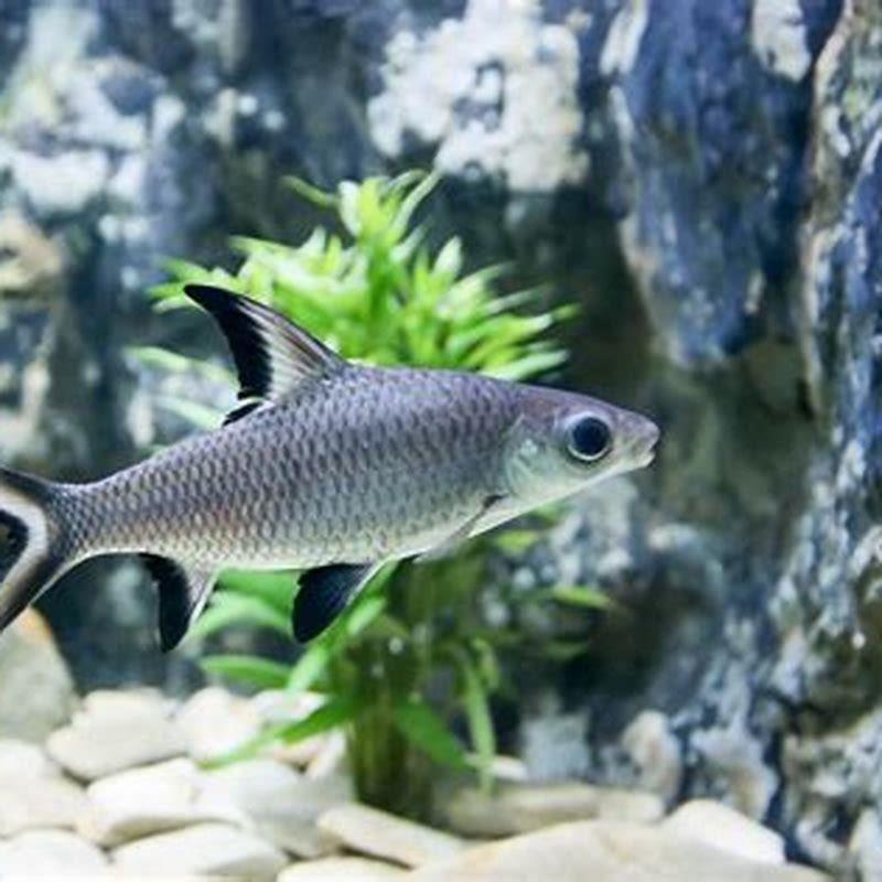 Do Bala sharks eat other fish?